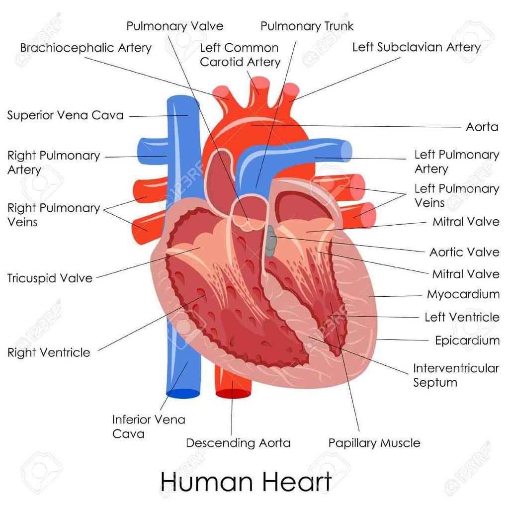 Heart 5